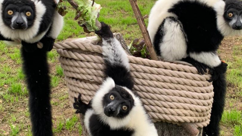 Meet the Lemurs plus Park Entry