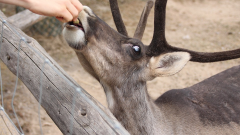 Feed the Reindeer plus Park Entry