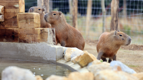 Feed the Capybaras plus Park Entry