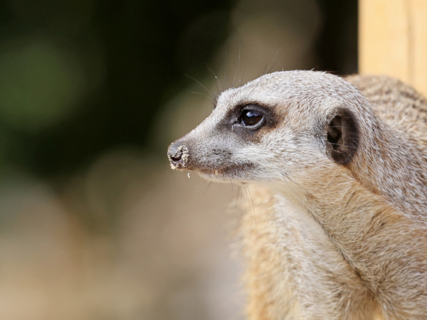 Animal Experiences Including Admission