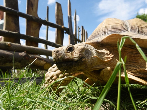 Zookeeper Experiences