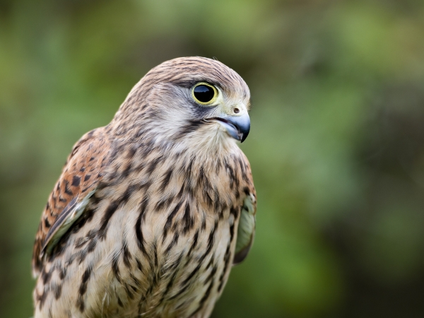 Bird of Prey Experiences with Coda