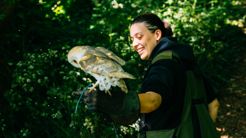 Half Day Falconry Experience