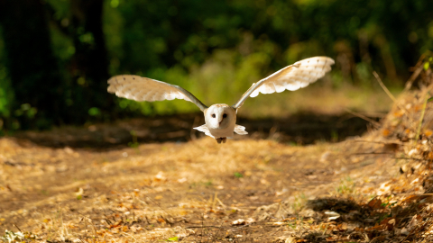 Woodland Walk & Owl Flying Experience