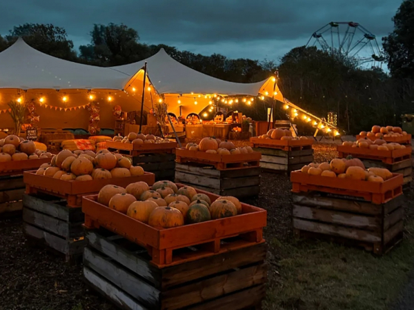 Pumpkin Patch Nights