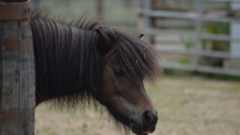 Pony Pals plus Park Entry